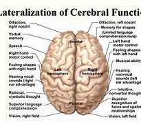 Image result for laterality in brain