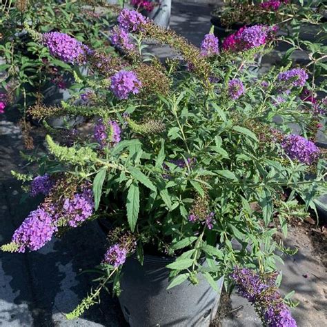 3 Gal. Buzz Sky Blue Butterfly Bush Flowering Shrub India | Ubuy