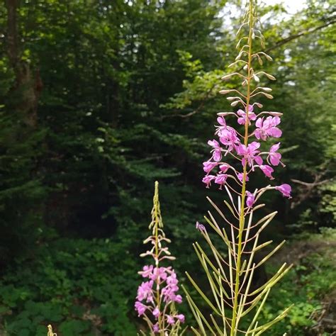 Epilobium Angustifolium Extract | Canadian Willowherb Extract | Cosmetic Ingredients Guide