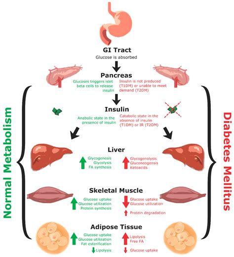 C-Peptide as a Therapy for Type 1 Diabetes Mellitus