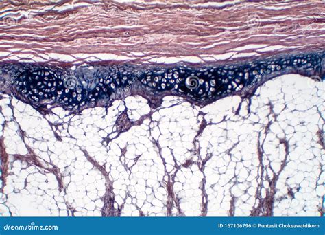 Human Hyaline Cartilage Bone Under Microscope View for Education ...