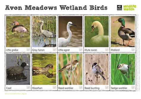 Wetland Animals In The Northwest