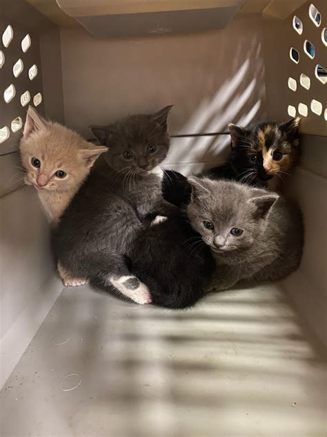 Kitten season is in full swing, we need fosters! If you have a spare bathroom or bedroom, and a ...