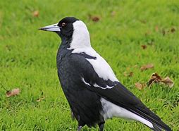 Image result for magpies