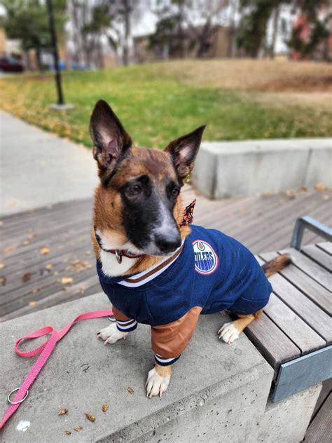 Happy international pet day from our little Frankencorgi : r/rarepuppers