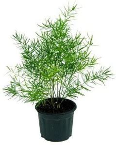 Sanaoley Asparagus Plant Price in India - Buy Sanaoley Asparagus Plant ...