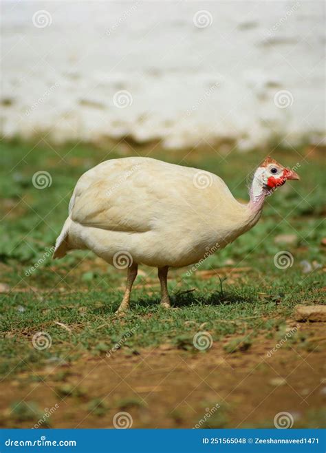 White Guinea Fowl in a Farm Outdoors. Stock Photo - Image of outdoor ...