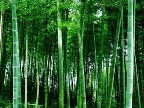 生长出绿叶的竹子特写摄影高清jpg图片免费下载_编号139hw7qe1_图精灵