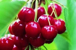 Trothic Gardens Dwarf Rare Malpighia Emarginata Barbados Cherry Fruit ...