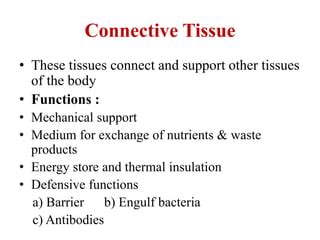 Connective Tissue Function 的图像结果
