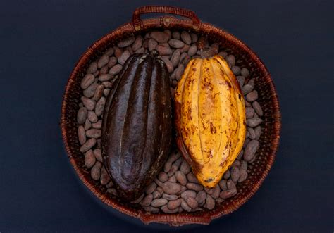 Cocoa threatened by black pod disease