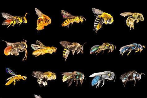 Discover Nature’s Sweetness: Australian Native Bee Honey
