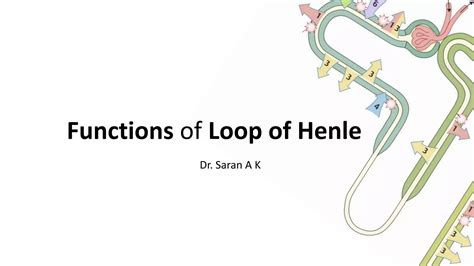 Functions of Loop of Henle | PPTX