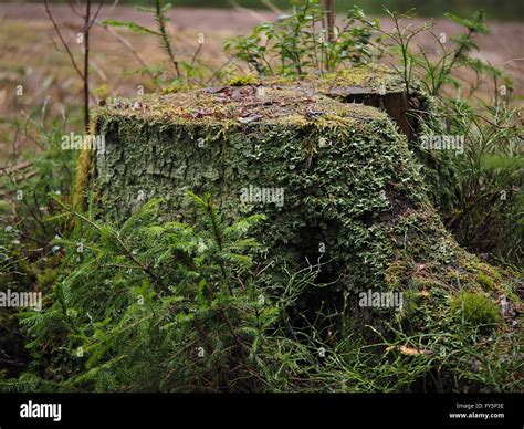 Thick and overgrown plant life hi-res stock photography and images - Alamy