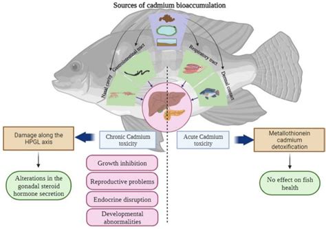 Cadmium as an Endocrine Disruptor That Hinders the Reproductive and ...