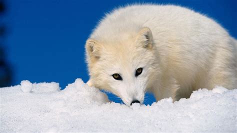 Baby Arctic Fox Wallpapers - Wallpaper Cave