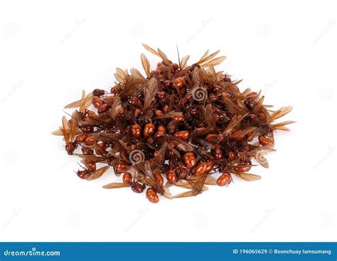 Pile of Subterranean Ant Isolated on White Stock Image - Image of macro ...