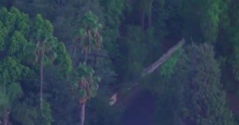 Fallen tree takes out power lines in Encino | FOX 11 Los Angeles