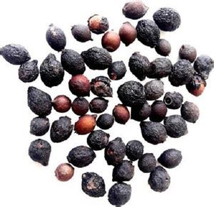 Sjeme Sandalwood Seed Price in India - Buy Sjeme Sandalwood Seed online ...