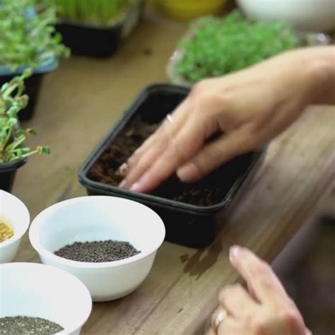 DIY Microgreens Kit | Fun Gardening DIY Kits | Kitsters