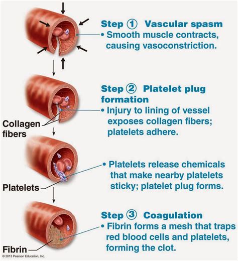 Process of Blood Clotting 的图像结果