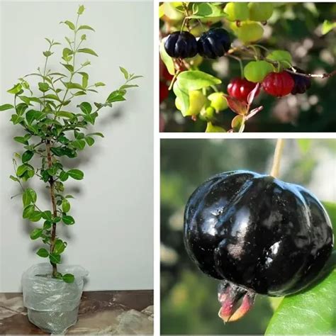 TAPOBON Surinam Cherry Cherries Fruit (Air Layering/Grafted) Plants ...