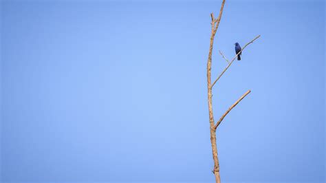 Download wallpaper 2560x1440 blue grosbeak, grosbeak, bird, tree ...