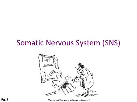 Image result for Somatic Nervous System Graphics
