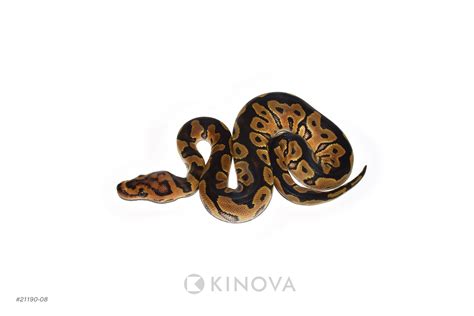 Image result for Ghost Clown Ball Python