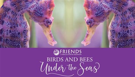 Birds and Bees, Under the Seas | Cabrillo Marine Aquarium - San Pedro ...
