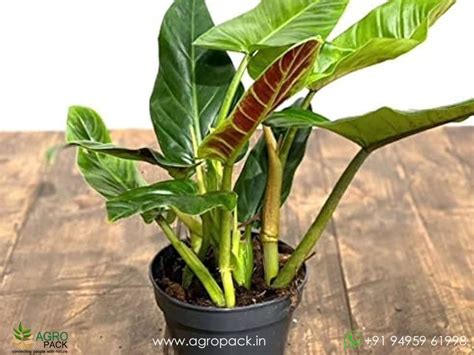 12 Varieties of Philodendron - Top Cuttings Plant For Sale In India ...