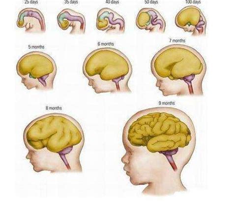 40周出生和38周出生宝宝大脑发育有区别吗？两个区别，别忽视_腾讯新闻