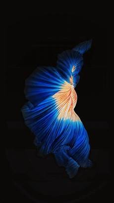 Wallpaper Iphone 6s Keren by Try Wallpapers For Iphone 6s 6 5s 5 Wallpaper Iphone 6s Keren