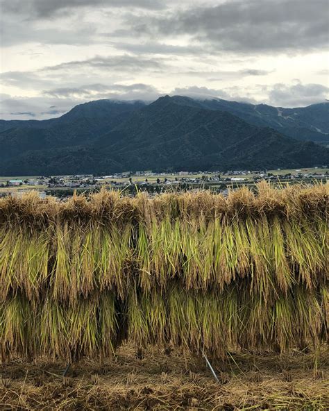 8 ways illinois got the nickname the prairie state – Artofit