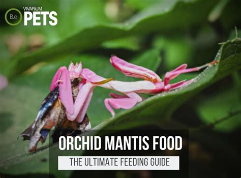 What Do Mantises Eat? | Best Mantis Food & Feeding Guide!