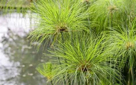 Image result for How Was Papyrus Made