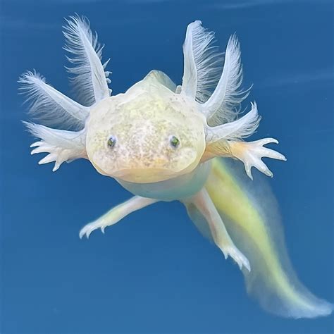 Can You Have an Axolotl as a Pet?