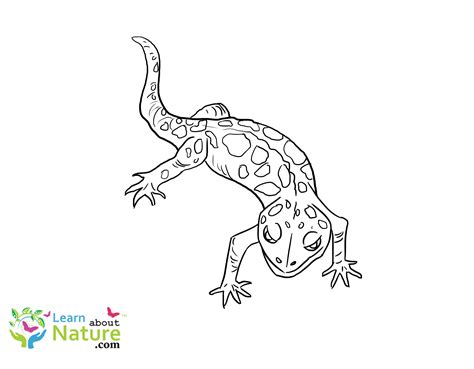 Gecko Coloring Pages Archives - Learn About Nature