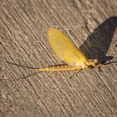 Image result for mayfly