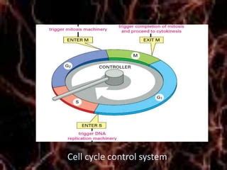 Image result for Cell Cycle Control Systems
