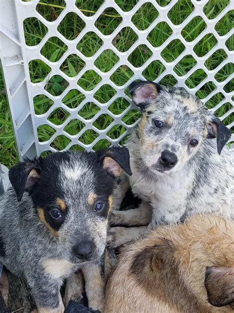Australian Cattle Dog Puppies For Sale | Elizabeth City, NC #304013