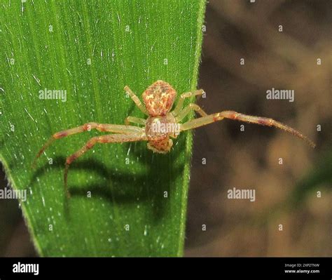 Crab Spiders (Thomisidae) Arachnida Stock Photo - Alamy