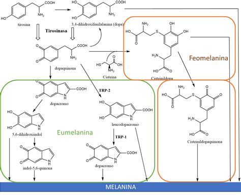 ¿Qué es la melanina? – Química cosmética