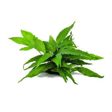 Buy Lemna Major Live Aquarium Plant Online - AQUAStore.in