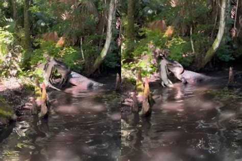 Animal Viral Video: Goosebumps! Alligator vs Alligator Ferocious Fight ...