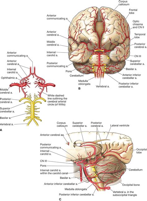 Left Vertebral Artery