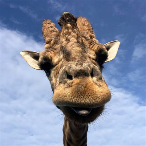 B Bryan Preserve in Point Arena, CA (With Photos)