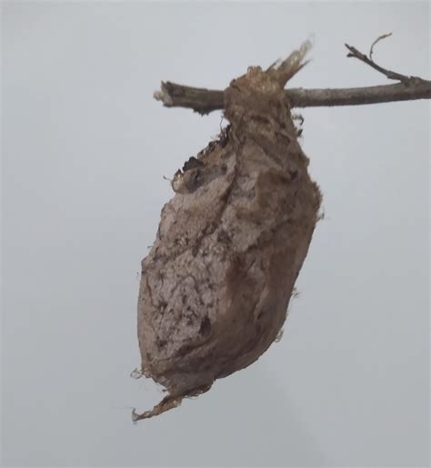 Moth Cocoons Identification
