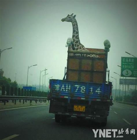 北京一长颈鹿乘车出行 遇限高杆低头通过 | Giraffe, Image house, Home cctv