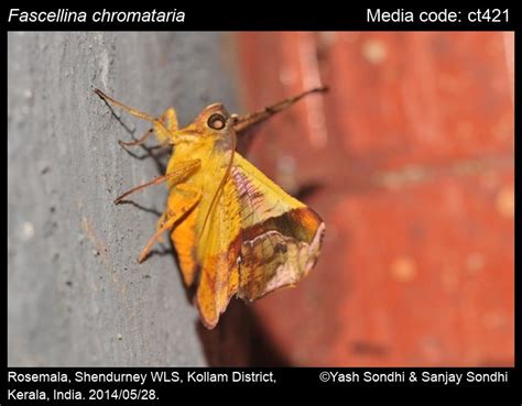 Fascellina chromataria Walker, 1860 - | Moths